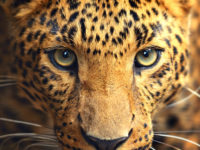 Can A Leopard Change Its Spots?