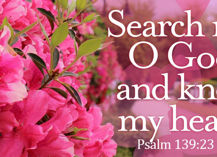background of beautiful deep pink hydrangeas with the words of Psalm 139:23 written across it.